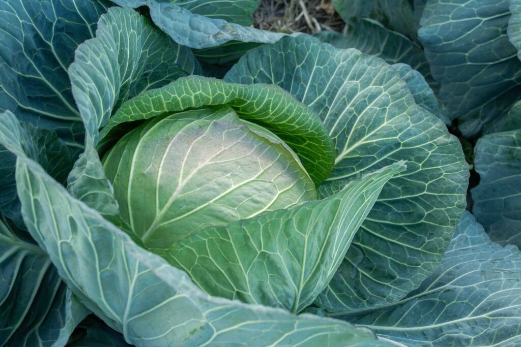 射手矢農園の泉州キャベツ